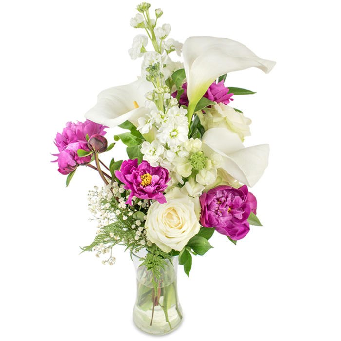 This tall, refined bouquet balances modern lines with garden romance, built around elegant white calla lilies whose smooth, trumpet-shaped forms reflect light and create subtle shadowplay. A prominent vertical spire of white stock provides sculpted height and a delicate, clustered texture that contrasts gently with the peonies' lushness. Deep magenta peonies give the display its dramatic heart - two fully open blossoms with velvety, ruffled layers positioned in the lower portion, and a smaller bud on an exposed stem promising future bloom. Near the base, a creamy white rose with tightly spiralled petals grounds the arrangement, offering a classic, sincere accent among the bolder shapes. Sprays of baby's breath (Gypsophila) float between stems, lending an ethereal, soft-focus backdrop that tempers the richer hues and enhances the bouquet's movement. Varied green foliage - from filigreed fern-like fronds to broader, luminous leaves - frames the flowers and increases visual depth. The composition sits in a gently curved clear glass vase; through the glass you can see the stems and water, a simple detail that communicates freshness and careful handling. The overall mood is celebratory yet composed, ideal for a milestone event, wedding focal, or a thoughtful gift to mark an achievement. As a Stanmore-style arrangement, it would suit a mantelpiece on Station Road or a centrepiece at a gathering near Bentley Priory, reflecting the neighbourhood's blend of classic charm and contemporary taste.