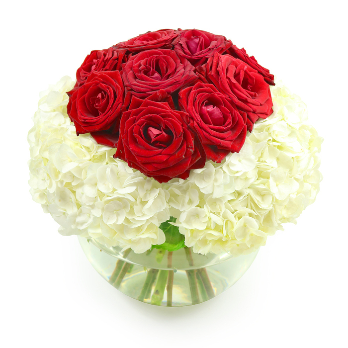 A sophisticated red and white bouquet is captured against a spotless white background, creating a serene setting that focuses attention entirely on the flowers. At the upper center of the arrangement, a rounded cluster of ten to twelve red roses forms a luxurious dome. Each rose displays a rich, velvety crimson, with petals wrapped in tight spirals that gradually unfurl toward the edges. Some blooms appear freshly opened, their layers still close and compact, while others show a little more spread, revealing the intricate geometry at their heart. Beneath this deep red crown, a voluminous ring of white hydrangeas spreads out in a full, rounded collar. The hydrangea florets are small and delicate, grouped together into larger heads that resemble soft puffs of cloud. Their creamy white tones provide a luminous base that makes the roses appear even more vivid. The textural contrast between the plush hydrangea and the smooth, layered roses adds to the bouquet's refined character. All of the stems are gathered into a clear, round glass vase, filled about halfway with water, so that the fresh green stems are clearly visible inside. They angle and intersect gracefully, forming an understated pattern that supports the balanced, almost symmetrical silhouette of the flowers. The overall impression is one of polished elegance and gentle romance, the kind of arrangement that would feel perfectly at home in a Stanmore living room overlooking Bentley Priory Nature Reserve, or on a dining table near The Broadway for a special anniversary meal. Carefully crafted, it seems designed to convey both passion and tenderness in one timeless gesture.