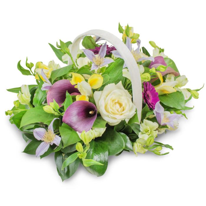 Set against a spotless white studio backdrop, this funeral flower basket is captured in crisp detail, showcasing the artistry and restraint of an experienced Stanmore florist. The light-coloured wicker basket, almost ivory in tone, has a neat, curved handle that rises smoothly above a mound of flowers. The arrangement is rounded and slightly overflowing, suggesting a generous, heartfelt gesture. At its centre, a single creamy white rose opens in tight yet soft spirals, the velvety petals evoking peace, remembrance, and enduring affection. On either side, two deep purple calla lilies emerge with sculptural elegance, their smooth, trumpet-shaped blooms curling inwards to form graceful cups of colour. These rich purple tones provide a solemn, respectful contrast to the gentle whites and pastels. Throughout the design, smaller yellow and white trumpet-shaped blossoms-similar to alstroemeria or freesia-add subtle brightness and fine detail, their petals catching the light. Threads of pale lilac and lavender clematis, with star-like petals and delicate yellow centres, are woven delicately among the larger blooms, contributing movement and a sense of airy lightness. Toward the right, a single magenta gerbera-style flower stands out, its bold ring of narrow petals offering a poignant echo of a vibrant personality remembered with love. Underpinning everything is a lush cushion of greenery: broad, glossy dark green leaves mingle with lighter, more feathery sprigs to give the basket fullness and structure. A faint shadow beneath the basket roots it gently to the surface. Suitable for funerals, memorial services, or as a condolence gift delivered around Stanmore and nearby streets, this arrangement conveys sympathy, respect, and quiet hope through its carefully balanced palette of colours and textures.