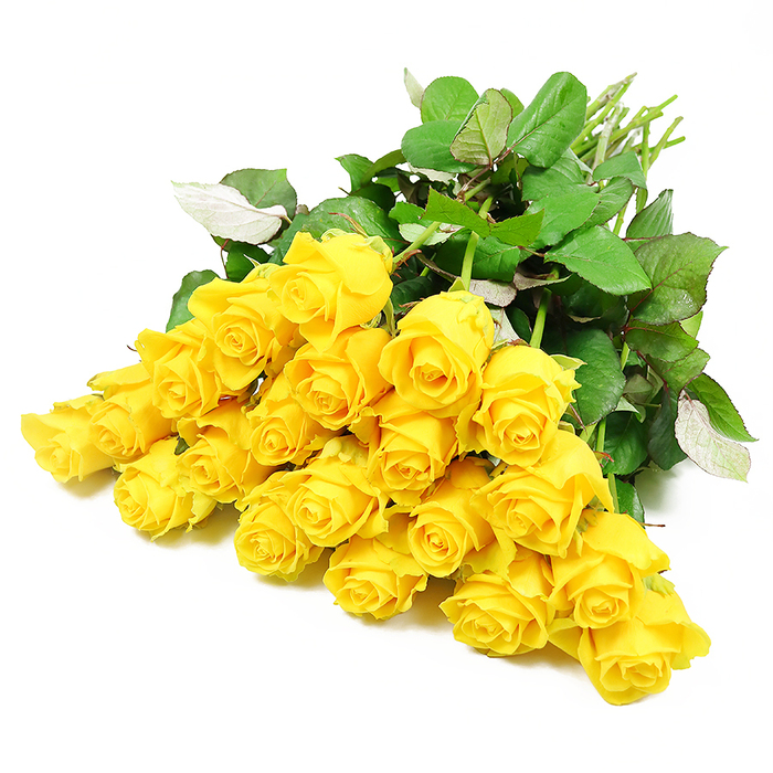 A softly curved band of yellow roses sweeps across a clean, white background, creating an elegant and understated focal point. There are roughly two dozen blooms, each with its own subtle personality. Some are still tightly closed, their petals wrapped securely in a compact bud, while others have begun to unfurl, petal by petal, into open rosettes of delicate yellow. The colour palette moves gracefully from pale, almost creamy outer petals to deeper, saturated golden tones at the heart of each flower, giving the impression of light emanating from within. Framing this golden line of roses is a generous scattering of foliage: dark green leaves with slightly serrated edges nestle among the blooms, overlapping and layering to create a cushion of verdant texture. In places, the leaves tilt to reveal silvery-green undersides, adding dimension and a sense of movement, as if the roses had just been picked from a garden near Stanmore Golf Course and placed down for a moment's pause. The stems, visible at one edge, are slim and freshly cut, their natural light green hue reinforcing the impression of vitality and care. The simplicity of the white background ensures that nothing distracts from the interplay of yellow and green, making this arrangement feel quietly contemplative. This visual works beautifully as a representation of sympathy flowers or a condolence bouquet for delivery around Stanmore, Belmont, or nearby streets off The Broadway. It speaks in a gentle language of comfort, suggesting shared memories, appreciation for a life lived, and the reassuring presence of friends and family during times of sorrow.