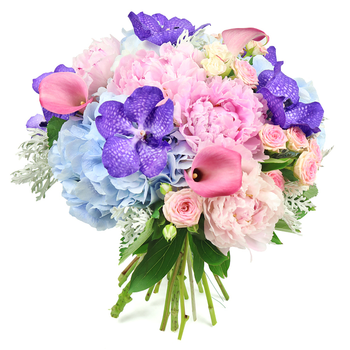 Presented against a clean white background, this round, opulent bouquet showcases a carefully considered harmony of colour and texture that would feel at home in an elegant Stanmore townhouse. At the centre, several full-bloomed, light pink peonies command attention, their generously ruffled petals layered into soft, voluminous spheres that suggest romance and abundance. Interspersed throughout, small clusters of baby pink spray roses contribute a delicate, timeless charm, with multiple petite blooms on each stem adding intricate detail and a sense of movement. Beneath and around these central flowers, powder blue hydrangeas form a cool-toned, cloud-like base, their many tiny petals seamlessly blending into rounded mounds that stabilise the design. Deep violet-blue Vanda orchids are strategically placed, their speckled petals spreading outward like fine silk, bringing rich colour and an exotic flourish that contrasts beautifully with the gentle pastels. Fuchsia pink calla lilies punctuate the arrangement with sleek, trumpet-shaped blooms, their smooth surfaces catching the light and creating elegant lines that guide the eye. Soft, silvery-green dusty miller foliage peeks out between the flowers, its velvety leaves adding a muted, calming note and enhancing the bouquet's sense of depth. Dark green leaves surround the visible, tied stems at the base, affirming the hand-tied nature of the piece. Crafted with the care of a specialist like Flowers Stanmore, this arrangement conveys luxury and thoughtful intention, making it perfectly suited for weddings at local venues near Canons Park, anniversary surprises around Stanmore Hill, or editorial features on premium floral design inspired by the refined character of Stanmore.