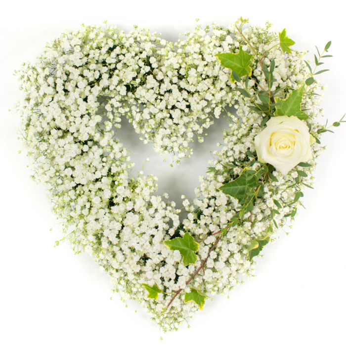 Presented on a pristine white field, this heart-shaped sympathy arrangement is built from an abundant mass of white Baby's Breath (Gypsophila), each tiny bloom stitching together a soft, cloudlike surface that reads as gentle and consoling. The overall silhouette is perfectly rounded and voluminous, the dense clusters of pinhead flowers producing a tactile, feathery texture that invites a quiet, contemplative touch. Nestled into the upper right curve, a single cream-white rose unfurls in neat, velvety spirals, its compact petals softening toward a pale green centre and serving as an elegant, solitary focal point. From that rose, a cascade of deep green ivy leaves with characteristic lobed outlines and a few slender, pale green eucalyptus-style sprigs trail diagonally down the right side, providing contrast, structure, and a cool, botanical note. The composition is illuminated by clean, even light that brings out the immaculate whites and the glossy sheen of the foliage while casting subtle depth across the heart's surface. This design speaks unmistakably of reverence and remembrance - a dignified floral tribute suited for funerals or memorial services, quietly expressive without ornament. Crafted in our Stanmore studio, it is often requested for services at St. John's near Stanmore Station or for private remembrances around Stanmore Common; the arrangement communicates purity, enduring affection and a sense of peaceful closure.