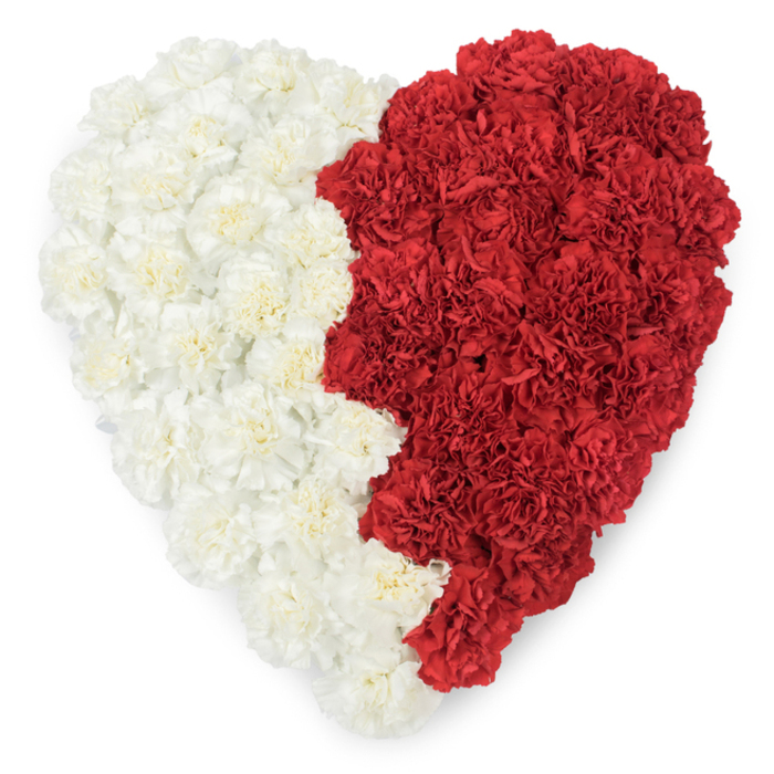 A meticulously composed overhead view of a large heart sculpted from dense clusters of fresh carnations, the left face a soft, creamy white and the right a saturated, dignified red. The two colour fields are separated by a striking vertical boundary in the centre; on the red side this edge forms a deliberate serrated, saw-tooth profile - nine triangular points that recall the distinctive zigzag of the Qatari flag. Up close each bloom reveals the carnation's signature frilled petals, layered and slightly crinkled to create a lush textured carpet that feels both tender and exacting. Placed against a stark white background, the heart's bold bicolour and its serrated line become an unmistakable emblem of national sentiment, suitable for Qatari National Day observances, diplomatic commemorations, or memorials where a clear national identity is being honoured. As a local Stanmore florist familiar with events at community halls and nearby venues such as Bentley Priory, I picture this arrangement carried with calm dignity down an aisle or laid before a podium; the floral scent is a gentle whisper of spicy green notes, never overpowering but present enough to soften the formality. The craftsmanship - close clustering, precise shaping, and a careful balance between softness and graphic clarity - makes the heart both an artistic statement and a deeply respectful symbol of patriotism, love, and collective memory.
