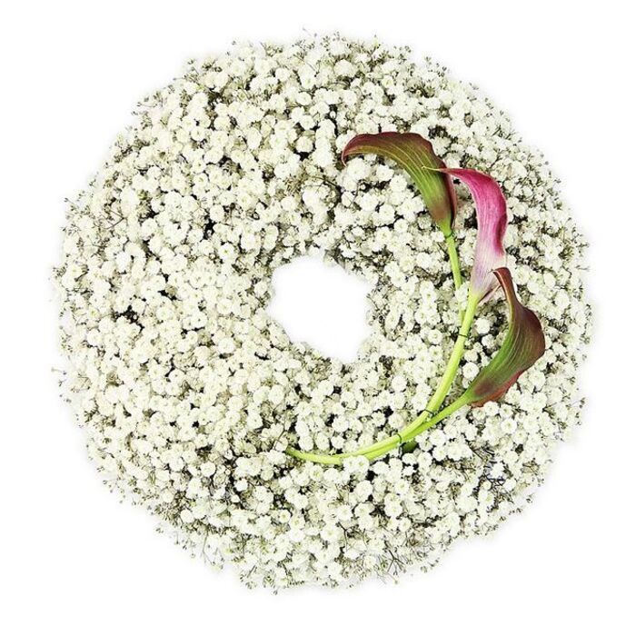 A high-angle photograph reveals a circular sympathy wreath, centred on a completely white background that enhances its light, airy character. The wreath is meticulously packed with gypsophila, known as Baby's Breath, in a ring of tightly clustered white flowers. From a distance, the surface reads as a smooth, cloud-like band, but closer description reveals a lively texture of tiny, five-petalled blossoms, each adding a point of softness and purity. The inner part of the wreath is left open, a perfect round void that gives the piece a contemplative feel, as if it were framing an invisible memory. On the lower right section, two calla lilies add depth and contrast. Their long, upright stems curve in towards the centre of the ring, partially embedded within the mass of Baby's Breath, suggesting they have been carefully threaded through by a skilled florist from Flowers Stanmore. The blooms themselves are trumpet-shaped, with petals that transition gently from green at the base to a deep, velvety burgundy or magenta at the outer edges, giving them a rich, wine-dark tone. The sleek, sculptural form of the callas stands out sharply against the delicate gypsophila, introducing a focal point that feels both modern and timeless. The lighting is bright and even, casting only the faintest shadows around the ring and under the curved stems, which subtly emphasises the wreath's shape without disturbing its serenity. This piece would be a fitting tribute for a funeral or memorial gathering in Stanmore, conveying both innocence and profound affection through its restrained colour palette and thoughtful design.