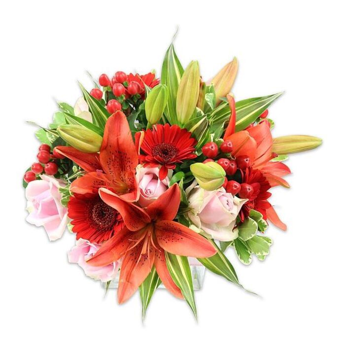 A densely packed bouquet presented on a stark white field, its colours and textures amplified by the clarity of the background. The arrangement is anchored by several striking orange-red Asiatic lilies; some blooms are fully open with recurved, speckled petals and visible stamens, while others are neat, elongated buds, suggesting staged longevity and attentive design. Scattered between these larger forms are vivid red Gerbera daisies, their many thin petals radiating from dark central disks to create a contrasting, lively texture. Pale blush roses thread through the arrangement in varying stages-tight buds that hint at intimacy and open roses that soften the composition with layered, velvety curves. Bright clusters of hypericum berries in glossy red sit like small ornaments among the blooms, adding a festive, tactile accent that breaks the flow of petals with rounded highlights. The foliage selection is broad and thoughtful: deep green, smooth leaves lend weight and cohesion, while a few variegated leaves with lighter green and cream streaking lift the palette and give depth. The bouquet's rounded silhouette reflects careful hand-tying and balance, and the even bright lighting brings out the sheen of petals, the waxy gloss of berries, and the crispness of leaves. As a local florist might craft for clients around Stanmore tube or during a stroll past Stanmore High Street, this arrangement conveys warmth, passion and celebration-perfect for anniversaries, seasonal gatherings or to bring a joyful warmth to a home or office.