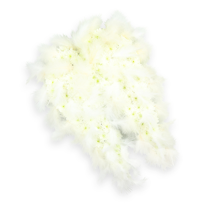 A tender funeral floral tribute shaped as a pair of angel wings is shown against a pristine white backdrop, mirroring the sense of calm one might experience overlooking the open skies around Stanmore Hill. Each wing is constructed from a dense tapestry of small, white blossoms, likely chrysanthemums or petite carnations, packed so closely together that they form a thick, plush surface of overlapping petals. The flowers are not a flat, uniform white; instead, their centres reveal soft touches of pale green and lemony yellow, adding delicate detail and giving the impression of gentle movement across the surface. The wings themselves are beautifully shaped, with a pronounced inner curve at the base that sweeps outward before narrowing into elegant tips. Following the outer contour of each wing, soft white feathers are arranged in generous layers, creating a fringe that looks both angelic and touchably soft. These feathers bring a sense of lift and airiness, as though the tribute could rise at any moment, carrying a message of comfort and spiritual guardianship. The lighting is bright yet diffused, so there are no harsh contrasts, just a faint shadow that adds depth and makes the wings stand out clearly from the background. This angel wing arrangement feels deeply suited to moments of remembrance in Stanmore, whether displayed at a crematorium, church, or a quiet family gathering at home. It symbolises peace, purity, and protective love, offering a graceful way to honour someone cherished. The combination of real flowers and feathers, arranged with a florist's precise eye, results in a tribute that feels both dignified and intimately personal.