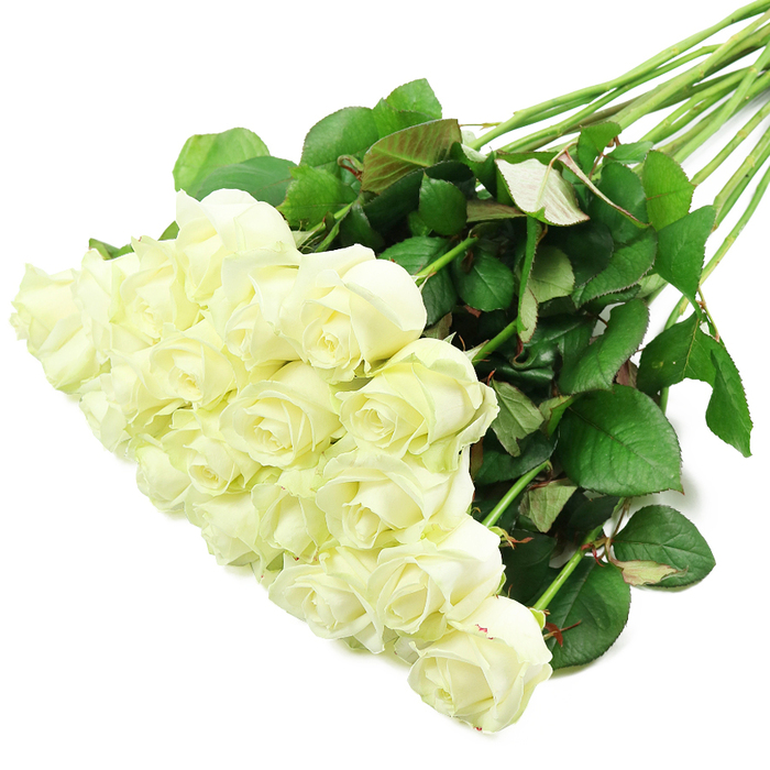 In this image, a long, diagonal composition of fresh white roses stretches from the lower-left foreground to the upper-right background, as if a florist has laid the gathered stems down for a final inspection. The roses are numerous, around two dozen in total, and their heads are concentrated in a luscious cascade at the lower-left. Petals of creamy white and soft ivory form tightly swirled centres that gradually open into looser, more relaxed outer layers, each bloom at a slightly different stage, echoing the gentle rhythm of growth seen in established Stanmore gardens. The light is clean and even, washing over the flowers from above and slightly to one side, catching a tender sheen on the velvety petals and revealing the subtlest touch of green toward the base of some outer petals. This fresh tint, familiar to experienced florists, indicates that the roses are newly cut and conditioned, ready for local delivery to homes around Canons Drive and Stanmore Park. From the dense gathering of flower heads, the stems extend in a neat, spreading line towards the upper-right. They are sturdy, straight, and richly green, with an array of deep green leaves attached along their length. These leaves vary slightly in size and tone, some with a faint reddish blush at the edges or on the underside, a realistic detail that adds texture without detracting from the overall elegance. There are hints of thorns visible on a few stems, a reminder of the roses' natural origin even in such a polished composition. The stark white surface beneath isolates the bouquet, enhancing the symbolic associations of white roses with reverence, new beginnings, and peace. One can vividly imagine this array being tied with satin and carried into a Stanmore synagogue wedding, shaped into a condolence bouquet for a local family, or presented as a sophisticated anniversary gift, its quiet beauty speaking directly to the heart.