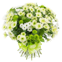 The image captures a lush chrysanthemum bouquet, photographed against a bright white background that lets the serene whites and striking greens truly stand out. The bouquet is tightly arranged into a soft, rounded dome, conveying a sense of abundance and careful craftsmanship, as though prepared moments ago in a Stanmore flower shop near the high street. The main flowers are large chrysanthemum heads in shades of pure white and creamy off-white, their many slender petals overlapping to create rich, textured blooms with subtle pale green or buttery yellow centres. Interspersed throughout are sprays of smaller white chrysanthemums with daisy-like faces, their petite petals and modest size adding delicacy and movement, filling in spaces without making the design appear heavy. Scattered between the white blooms are vivid lime green pompon chrysanthemums, which stand out as small, perfectly formed spheres of tightly packed petals. These bright green accents bring a contemporary feel and suggest freshness, like spring foliage emerging in nearby Bentley Priory Nature Reserve. Deep green leaves, likely chrysanthemum foliage, peek through in places, adding structure and contrast while maintaining the bouquet's predominantly white-and-green palette. At the base, the stems are neatly brought together, cut evenly, and secured with a wide satin ribbon in a matching lime green tone, tied into a generous, multi-loop bow that echoes the colour of the pompons and gives the bouquet a polished, celebratory finish. The composition evokes purity, hope, and gentle joy, making it a thoughtful choice for expressing condolences, welcoming a new baby, or offering congratulations, and it would look equally at home on a dining table in a Stanmore house or in a reception area near Stanmore tube station.