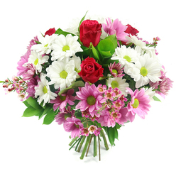 Set against a clean white backdrop, this full, dome-shaped bouquet appears as if it has just been lifted from a florist's bench in Stanmore, every stem positioned with intention. Two rich, red roses rise slightly above the rest, their velvety petals tightly layered in perfect spirals that suggest deep love, admiration, and a touch of drama. Encircling them is a cloud of white daisy-like chrysanthemums, each bloom pristine and open, with striking lime-green centres that glow like tiny lights and bring a fresh, zesty energy to the design. Interwoven among the white flowers are soft pink daisy-style blooms, some leaning towards a gentle blush, others a clearer medium pink, all sharing the same vivid green centres that tie the colour story together. Sprigs of delicate pale pink waxflower weave through the bouquet, their tiny, cup-shaped blossoms and fine stems adding movement and a whisper of wildflower charm, as if picked from hedgerows near Stanmore Country Park. Lush green foliage, from broad glossy leaves to smaller, lighter green accents, cradles the blooms and adds depth, enhancing both the softness of the pinks and the intensity of the roses. The stems gather tightly at the base, neatly trimmed and visible, confirming this is a hand-tied arrangement ready to be placed in water. The gentle, even lighting lets each colour and texture stand out without distraction. The bouquet feels warm, optimistic, and sincere-ideal for celebrating a milestone, sending thanks across Stanmore, or simply brightening a quiet afternoon at home overlooking Canons Park.