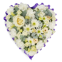 There is a hushed, luminous quality to this heart-shaped sympathy spray, photographed against a pure white background so that every creamy tone and delicate texture becomes part of the story. At its center, a single creamy white rose opens with refined dignity, petals layered like a small sheltering spiral. Surrounding it, generous clusters of white carnations provide soft, ruffled volume, while long, thin petals of white spider chrysanthemums create a spidery contrast that seems almost to whisper movement. Interlaced among these are smaller cream roses and compact lisianthus buds, their shapes giving the design gentle pockets of interest and intimacy. Sprigs of dusty blue-green eucalyptus thread through the arrangement, offering cool colour notes and a hint of woodland scent imagined beneath the floral surface. A scalloped border of rich lavender-purple ribbon traces the heart's outline, forming a sober yet distinctive frame that reads as both respectful and tender. The image suggests the careful hands of a florist shaping each bloom into a unified message of condolence-an object made to comfort during a quiet service or at a graveside. In the softer light, petals glow and cast subtle shadows, enhancing the tactile impression of plush blooms and layered foliage. This arrangement feels like a whispered consolation: restrained, thoughtful, and designed to honour memory with grace and understated beauty for families seeking sympathy flowers in the Stanmore area.