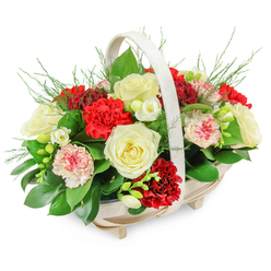 Captured against a pure white background, this funeral flower basket appears both comforting and refined, the kind of thoughtful tribute a family in Stanmore might choose to accompany them at a final farewell. The basket is made from pale wood with a smooth, natural finish, gently elongated into an oval and raised slightly on four discreet feet, giving it a stable yet delicate presence. Horizontal slats add subtle texture, while an elegant, arched handle sweeps overhead, framing the flowers without overshadowing them. From this understated base rises a full, domed cluster of blooms, tightly arranged so that each flower supports the next. At its heart are creamy white roses, perfectly opened, their velvety petals layered in spirals that catch the light and suggest peace, gratitude, and cherished memories. Around and between them cluster rich red carnations, their deeply ruffled petals forming plush, rounded heads, offering depth of colour and a traditional symbol of love and devotion. Smaller white flowers, likely freesias, thread gracefully through the arrangement, appearing in different stages of bloom from closed buds to open bells, bringing a sense of gentle movement and breath. Some carnations appear bi-coloured, white petals gently edged or speckled with pink and red, softening the palette and adding a note of individuality. A foundation of dark, glossy green leaves, reminiscent of ruscus or salal, supports the blooms, while feathery sprigs-perhaps asparagus fern-peek out from the top and edges, creating a soft, halo-like outline. The effect is lush yet composed, ideal for resting on a stand beside a coffin, on a memory table at a Stanmore crematorium, or delivered by Flowers Stanmore as a condolence basket to a grieving family, offering visual comfort and a respectful expression of sympathy.
