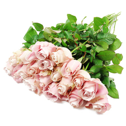 A lavish bouquet of approximately two dozen blush pink roses lies on a perfectly white surface, the flowers gathered as if just completed by a careful florist in Stanmore and set down for a final check. The rose heads cluster at one end of the arrangement, creating a generous cushion of velvety petals in soft pastel tones that drift from delicate blush to hints of dusty rose and very pale lavender in the deeper folds. Most blooms are still in their elegant, spiralled bud form, petals wrapping around each other in flawless curves that suggest restraint and quiet beauty, while a few blossoms have gently opened to reveal layered, ruffled centres. This interplay of tight and fuller blooms adds depth and a subtle sense of movement, like slow breathing. From behind the flowers, long, straight green stems stretch towards the upper right of the frame, robust yet understated. The stems are clothed in an abundance of dark green foliage, with leaves that look smooth, slightly glossy, and freshly cut. The contrast between the deep green leaves and the soft pink roses is heightened by the clean, white background, which isolates the bouquet and brings each detail into focus. The lighting is bright and even, reminiscent of soft daylight filtering through trees in Canons Park, highlighting the gentle textures without harsh glare. The overall mood is calm, respectful, and soothing, ideal for expressing sympathy or offering comfort. This is the sort of elegant rose bouquet a family in Stanmore might choose for a funeral tribute near Stanmore station, or as a thoughtful condolence delivery to a home off Marsh Lane.