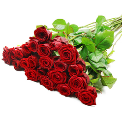 Inside the studio of Flowers Stanmore, a stunning bouquet of red roses unfolds with intimate grandeur against a crisp white backdrop. The cluster holds roughly twenty-four to thirty-six long-stemmed blooms, their velvety petals a deep, romantic crimson that suggests freshness and premium quality. Between the blossoms, glossy green leaves weave a subtle contrast, while the sturdy stems rise diagonally to the right, lending a sense of motion and resolve.

Strong, even lighting highlights the satin texture of each petal and the bouquet's rich color, making the red feel almost velvet to the eye. This arrangement speaks of closeness: a gift meant to say you are cherished for anniversaries, Valentine's, or a heartfelt gesture to a loved one in Stanmore or nearby Canons Park. It's the kind of bouquet a recipient safeguards for years, set on a mantel or dining table where friends pass by to admire its depth. Flowers Stanmore offers this design for same-day delivery across Stanmore, Belmont, and surrounding NW London locales, bringing a moment of romance to doorsteps in a busy day. The greens and the generous bloom count create a lush fullness that feels both timeless and contemporary, a versatile centerpiece that suits celebrations, patient congratulations, or simply the luxury of a thoughtful surprise.