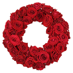 I picture this wreath in a warm room, and I feel the weight of its embrace. A lush, circular halo of deep red roses forms a continuous ring of velvet, each bloom chosen at its peak and nestled shoulder to shoulder with its neighbour. The petals glow with a satin sheen, the crimson deepening toward the center where spirals hint at the flower's secret heart. Some blossoms stand fully open, their velvety interiors unfurling in a soft, luxurious display; others hold back a touch, a tight bud waiting for its moment. The texture is rich and tactile, like a velvet rope pulsing with life, with no greens or fillers to interrupt the pure crimson field. This arrangement feels both celebratory and solemn, a reflection of love and memory that fits a birthday toast or a quiet memorial alike. When I imagine it in Stanmore, I see it gracing a church hall, a home doorway, or the stage of a funeral tribute, its colour casting a warm glow across panes and faces. Flowers Stanmore creates this piece for local clients across Stanmore and the NW London corridor, and we offer careful handling and reliable delivery to nearby addresses, often the same day. The bouquet carries the scent of ripened blooms and the memory of a moment, ready to convey devotion, respect, and a gentle sense of farewell.