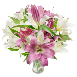 The image presents a lush, carefully balanced bouquet of oriental lilies in a clear glass vase, the kind of arrangement that feels both opulent and quietly garden-fresh. Dominant colours are creamy off-white and a rich pink-magenta: many of the white lilies are fully open, revealing their trumpet profiles and pale greenish throats, each centre punctuated by delicate stamens and soft anthers, while the pink to fuchsia blooms offer velvety petals often streaked with paler veins or a creamy core that draws the eye inward. Intermixed are unopened, elongated buds that lend a hopeful, living rhythm to the silhouette, suggesting the bouquet will continue to evolve in the days after it is gifted. Deep, glossy green foliage-long, lance-shaped leaves-threads through the composition, providing a strong natural contrast and sculptural movement. The clear glass vase is visible at the image's base, showing crisp water and the linear architecture of submerged stems, a detail that reinforces freshness and careful handling. Bright, even studio lighting accentuates petal texture and colour saturation against a clean white backdrop, giving the arrangement a radiant, almost tactile presence. The scent, imagined from the visual cues, would be lightly sweet and heady-a reminder of spring mornings and quiet celebrations. As a florist who knows Stanmore and its neighbours, I see this bouquet as suitable for Mother's Day, anniversaries, or a thoughtful 'thinking of you' delivery to homes around Stanmore Station, Stanmore Broadway, and the lanes near Stanmore Common.