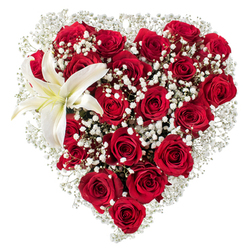 Viewed closely, the floral heart reveals a small landscape of emotion crafted in petals and scent. Deep, blood-red roses are arranged so tightly that their overlapping velvety petals become the body of the heart, each bloom at a different stage-some compact and promising, others fully open and generous-creating a living rhythm across the surface. Scattered throughout like early frost are tiny white baby's breath blooms; their delicate, starry clusters drift between the roses and form a soft, luminous cushion that lightens the composition and suggests innocence alongside passion. Anchoring the design in the upper-left curve, one pristine white lily claims attention with broad, paper-satin petals and a subtle creamy-yellow wash at its centre where slender yellow stamens sit like glowing filaments. The interplay of textures-the roses' plush depth, the lily's smooth planes, the gypsophila's airy lace-invites both sight and imagined touch, while the scent profile hints at honeyed rose and a clean, green lily note. The arrangement sits on a pure white field, allowing colours to sing with clarity and drama. As a local Stanmore creation, it carries the kind of meticulous handwork one expects from neighbourhood florists who know which berries and fillers hold up on the Jubilee line mornings, and it would translate beautifully to occasions from tender anniversaries to elegant Valentine gestures. The overall mood is composed yet fervent: a classic, carefully balanced expression of devotion that reads both intimate and timeless.