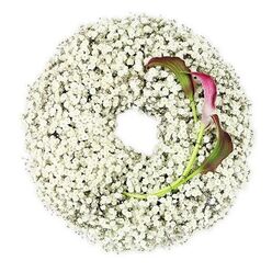 The image shows a beautifully crafted funeral wreath set against a bright white surface, captured straight from above so that the circular form is perfectly defined. The entire ring is woven from abundant Baby's Breath, each tiny white blossom contributing to a soft, cloud-like texture that makes the wreath appear both delicate and generous. There is a crisp, open circle in the middle, allowing light to pass through and giving the design a sense of calm space, much like a still moment in Stanmore Country Park. The gypsophila has been layered in such a way that the outer and inner edges of the wreath remain gently rounded, with no harsh lines, just a mist of white. On the lower right curve, two calla lilies serve as the primary focal point. Their stems emerge from within the Baby's Breath and bend inward in a relaxed arc, leading to elegant, trumpet-shaped blooms. The calla petals show a rich colour transition, moving from green at the base to a sumptuous burgundy or magenta at the flared tips, their rolled edges giving a sense of graceful movement. The lighting is soft yet clear, ensuring that the whites of the gypsophila remain clean while allowing the darker tones of the callas to stand out with a subtle sheen. This arrangement feels deeply considered, the kind of wreath a family in Stanmore might choose to honour a loved one with something understated yet meaningful, suitable for placing by a coffin, on a stand at a memorial, or beside a photograph during a wake.