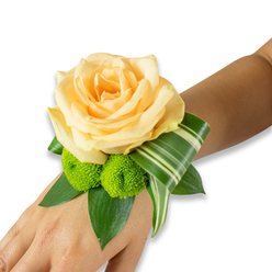 This wrist corsage is described with the slow attention of a florist who knows Stanmore mornings: a single, large peach-apricot rose anchors the design, petals unfolding in velvety layers that glow gently against a stark white backdrop. Tucked beneath the rose, two bright lime-green button chrysanthemums sit like little committed bursts of joy, their compact florets contrasting the rose's soft sweep. The arrangement is supported by a grounding foundation of rich green foliage - broad, glossy leaves such as ruscus or salal - which form a lush cradle and provide structure without overpowering the bloom. A sculptural, variegated leaf with pale striped markings is artfully folded and curved away from the center, tracing an elegant arc across the wrist and adding a modern, graphic touch to the composition. The fastening is not shown, allowing the bouquet to read as a seamless, wearable accent; its scale and balance are carefully judged to complement an arm rather than dominate it. In soft studio lighting the rose's warm apricot tones and the chrysanthemums' neon-tinged green read as complementary notes, while a whispered scent of rose and freshly cut foliage completes the impression. This style, often chosen for weddings and proms around Stanmore Broadway or quiet ceremonies near Stanmore Common, feels intimate and celebratory. Crafted with the eye of a local maker, the corsage is both timeless and contemporary - a small, fragrant promise of a day made memorable by close friends and family.