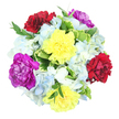 From a clean, overhead viewpoint, this abundant bouquet appears like a colourful mandala against a simple white background, every flower radiating from the centre. Six large carnations form the core of the design, their petals lavishly ruffled and open. Two of these carnations are a bright, sunny yellow, projecting happiness and positivity, much like the friendly atmosphere around Stanmore Broadway on a busy morning. Two more are a deep burgundy-red, rich and velvety, bringing a sense of warmth and heartfelt sincerity. The remaining two carnations are a striking magenta-purple, their bold hue adding an elegant, slightly regal touch that gives the arrangement its distinctive flair. Cradling these central blooms are generous clusters of hydrangeas in delicate light blue and creamy white. Each hydrangea head is made up of countless small petals, overlapping to create soft, pillowy shapes that temper the stronger colours with a gentle, soothing presence, reminiscent of the peaceful paths of Canons Park or Bentley Priory Nature Reserve. Throughout the bouquet, lush green foliage offers contrast and structure: some leaves are broad and variegated, with fresh green centres edged in creamy or pale yellow, while others are slender, deeper green stems that peek out playfully between blossoms. This mix of textures and tones adds depth and an organic, garden-like feel. The overall mood is joyful and uplifting, as if the bouquet has just been arranged in a Stanmore flower shop and is ready to be hand-delivered to a birthday gathering, a thank-you visit, or a cosy home near Stanmore station. It conveys both celebration and genuine care, making it a versatile, heartwarming gift.