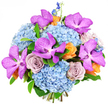 Captured against a bright white background, this lavish bouquet appears almost luminous, its colours and textures evoking the calm yet refined atmosphere of Stanmore's leafy streets. The arrangement begins with large, rounded mounds of sky-blue hydrangeas, tightly clustered to create a soft, cloud-like base. Each hydrangea head is made up of countless small petals, overlapping in delicate layers that give a velvety, plush feel, as cool and refreshing as a morning breeze over Stanmore Country Park. Rising from this sea of blue, several Vanda orchids in vivid magenta-purple immediately catch the eye. Their wide, open petals are speckled with darker tones, lending an exotic, almost jewelled quality that commands attention at the centre of the bouquet. Nestled nearby, roses in muted lavender-grey and dusty mauve tones unfurl in gentle spirals, their silky petals adding a note of quiet, sophisticated romance. Interwoven throughout, smaller roses and blossoms in warm peach and tangerine-orange provide lively bursts of colour, like little pockets of sunlight falling across the shopfronts of Stanmore Broadway. From the top and edges, slender, upright stems of deep indigo-blue delphinium extend gracefully, giving the bouquet height and a sense of airy movement while preserving its full, rounded silhouette. Soft green foliage is tucked in between the blooms, offering structure and a natural contrast without drawing attention away from the vivid flower heads. The result is a rich, harmonious display of cool and warm tones, perfect for celebrating birthdays, anniversaries, or family milestones, and a beautiful choice for same-day delivery to homes and offices throughout Stanmore.