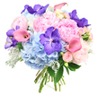 This image shows a sophisticated, hand-tied bouquet set against a bright white background, its colours and textures evoking the calm, leafy character of Stanmore. At the centre, sumptuous peonies in a light, blush pink dominate the arrangement, each bloom layered with soft, ruffled petals that spill outwards, giving the bouquet a plush, romantic feel. Surrounding them, full clusters of sky-blue hydrangeas provide a soft, rounded base, their many small petals merging into a soothing wash of colour, like a clouded sky over Stanmore Hill. Among these gentle tones, rich purple Vanda orchids are scattered with purpose, their wide, open faces marked by distinct speckles that add a sense of luxury and a contemporary, almost artistic twist. Graceful calla lilies in shades of pink and peach curve elegantly through the bouquet, their sleek, trumpet-shaped blooms smooth to the eye and offering a strong, sculptural line that contrasts with the fluffier flowers. Delicate spray roses in pale pink nestle between, some still in tight bud, others just opening, providing fine detail and a touch of timeless romance. Dark green foliage gives structure and depth, while soft, silvery-grey Dusty Miller leaves fringe the design, adding a velvety, mist-like quality that cools the palette and enhances the pastels. The stems below are carefully aligned and securely bound, completing the hand-crafted look. This bouquet feels especially suited for anniversaries, bridal parties, or thoughtful gifts delivered across Stanmore, reflecting both elegance and warmth in every petal and leaf.