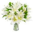 A luminous, full bouquet of pristine white lilies fills the view, arranged with careful balance in a simple clear glass vase. In soft studio-like light the trumpet-shaped blooms reveal layers of broad, satiny petals that unfurl in graceful curves; the petal surfaces are a brilliant, luminous white with a whisper of creamy yellow and pale green where the petals meet the flower's throat. From several open blooms long, slender stamens project-pale greenish filaments tipped with earthy brown anthers and a fine dusting of pollen-adding a tactile, sculptural detail against the pure white. Rich, lance-shaped leaves in a deep verdant green weave through the flowers, their glossy surfaces and pointed tips providing contrast and volume so the arrangement reads as both abundant and serene. The clear glass vase has a gently flared neck and sturdy base; through the glass the pale green stems sink into pristine water that catches the light and suggests freshness and careful handling. Close inspection hints at a faint, sweet lily scent that would fill a small room with quiet reassurance. As a Stanmore florist I imagine this bouquet sitting on a mantel near Stanmore Common or as a peaceful focal point in a bedside room for a tender condolence-its clean palette speaking of purity, remembrance and calm. Every bloom appears at peak freshness, cultivated and trimmed to sit elegantly together, making this classic white-lily display appropriate for occasions from solemn remembrance to refined home styling, while the simple composition keeps the focus on the lilies' sculptural form and gentle fragrance.