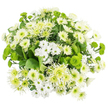 From an aerial viewpoint, this chrysanthemum bouquet fills the frame with a rounded, cloud-like mass of white and green flowers, resting on an immaculate white backdrop that highlights its clean, contemporary character. The dense, hand-tied structure means each bloom touches the next, creating a continuous patchwork of petals, as if a soft floral cushion were laid out on a polished table in a Stanmore home. The white chrysanthemums show themselves in several distinct styles: petite spray mums with simple, daisy-like petals and fresh green-yellow centres; fuller, cushion-shaped varieties packed with many layers of short petals that give a plush, almost velvety look; and more elongated, spiky white blooms whose fine petals bring a gossamer-like delicacy. Interwoven throughout are green chrysanthemums, which add lively contrast and detail. Bright chartreuse button mums sit like tiny, textured spheres between the whites, while slightly larger lime-green spider or cremon chrysanthemums extend narrow, fimbriated petals that taper into softer tips, introducing a sense of outward movement and depth. The colour palette is cool and calming, echoing the peaceful greens and pale skies you might see while walking around Stanmore's open spaces and residential streets. Just beneath the layer of flowers, glimpses of deep green foliage appear, giving structural support and a rich base that intensifies the brightness of the blooms above. No vase or wrapping is visible from this overhead angle, keeping the emphasis on the interplay of texture and tone. The bouquet radiates quiet elegance and renewal, perfectly suited to same-day delivery across Stanmore as a thoughtful get-well wish, a gentle way to say I'm thinking of you, or a refined, understated centerpiece for a calm, welcoming room.